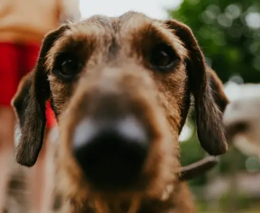 Geversduin hond leuke teckel van dichtbij