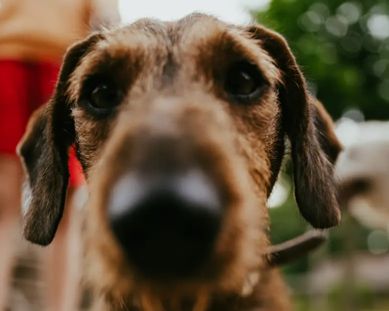 Geversduin hond leuke teckel van dichtbij