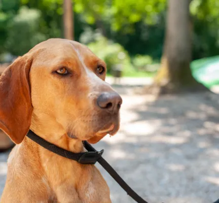 Hond op vakantie