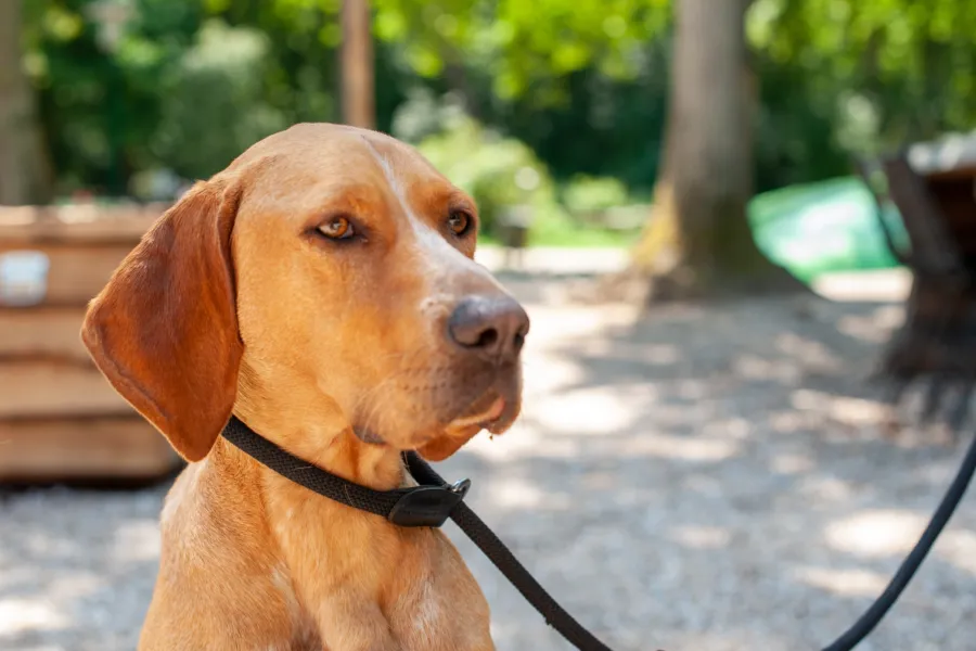 Hond op vakantie