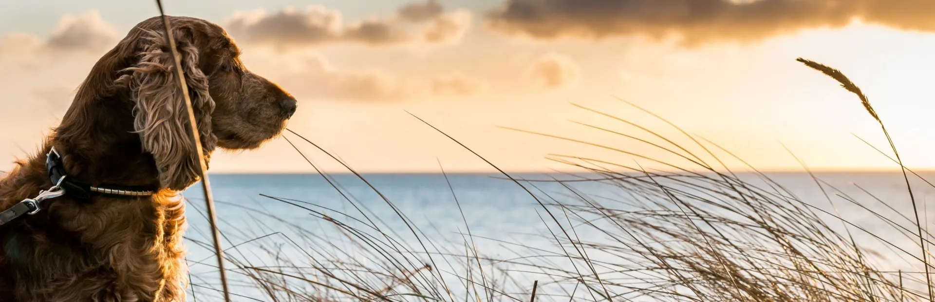 Banner hond op het strand