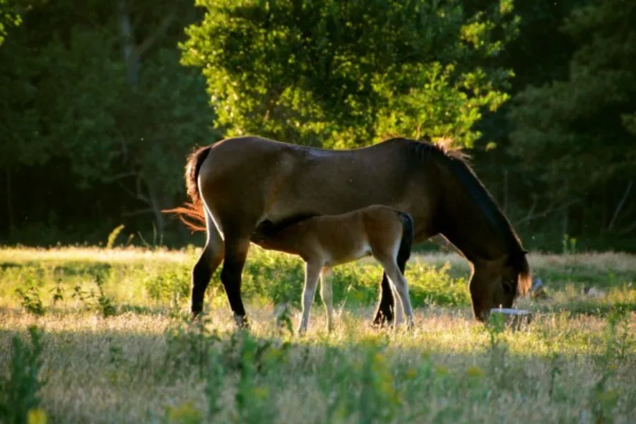 Konikpaarden exmoorponys